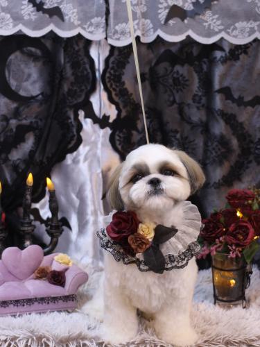 20231009みたらしちゃん